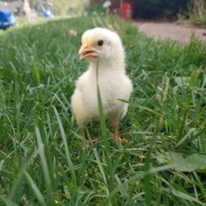 Pasture-Raised Whole Chickens (Deposit/Pre-Order)